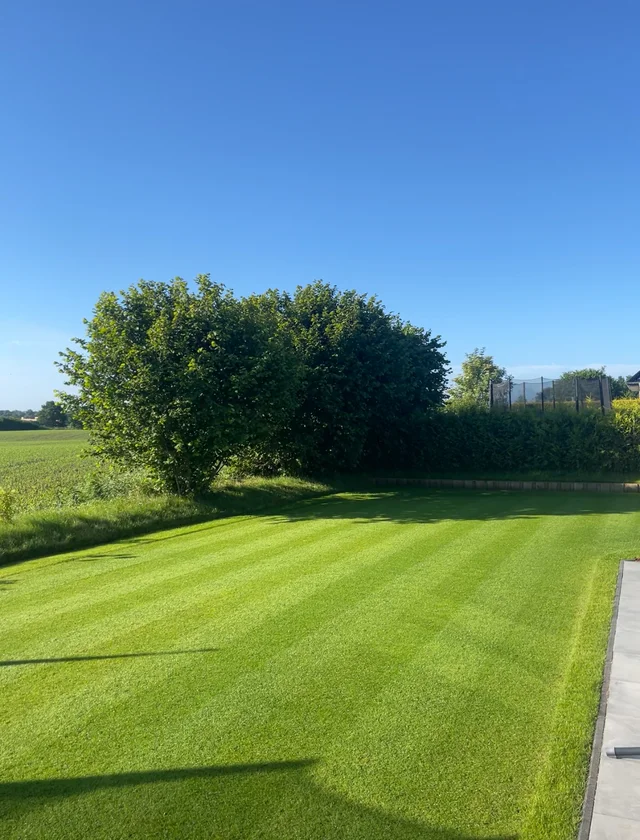 Gepflegte Rasenfläche mit gleichmäßig gemähtem Streifenmuster in einer Gartenanlage.