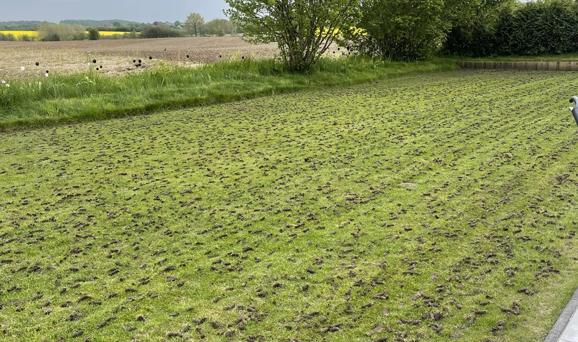 neo-werkhaus-rasenflaeche-vorher Vorher: Ungepflegte, teilweise gelbe Rasenfläche.